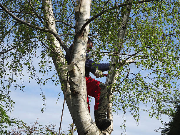  Franklinville, NC Tree Services Pros